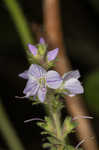 Common gypsyweed